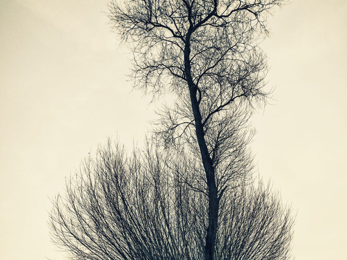 Baum im Baum